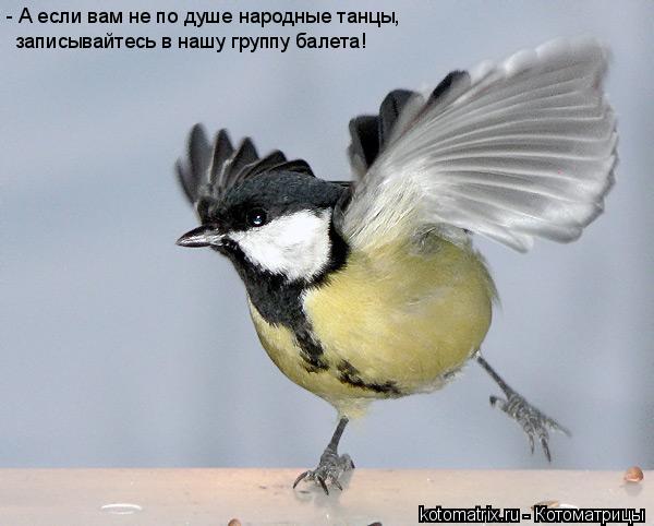 - А если вам не по душе народные танцы, записывайтесь в нашу группу балета!... Котоматрица: - А если вам не по душе народные танцы, записывайтесь в нашу группу балета!