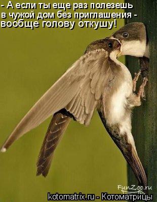 - А если ты еще раз полезешь в чужой дом без приглашения - вообще голову откушу!... Котоматрица: - А если ты еще раз полезешь в чужой дом без приглашения - вообще голову откушу!
