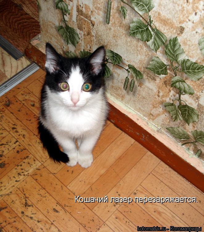 Кошачий лазер перезаряжается.... Котоматрица: Кошачий лазер перезаряжается.