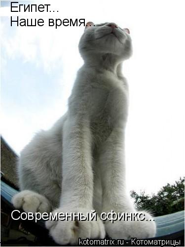 Египет... Наше время... Современный сфинкс...... Котоматрица: Египет... Наше время... Современный сфинкс...
