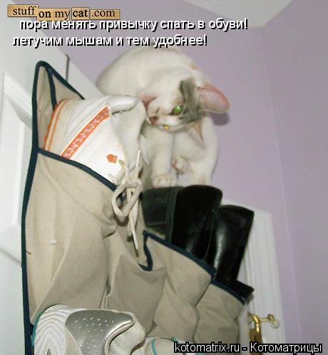 Котоматрица: пора менять привычку спать в обуви! летучим мышам и тем удобнее!