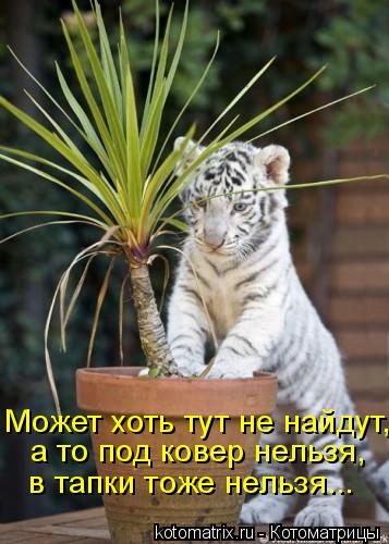 Может хоть тут не найдут, а то под ковер нельзя, в тапки тоже нельзя...... Котоматрица: Может хоть тут не найдут, а то под ковер нельзя, в тапки тоже нельзя...