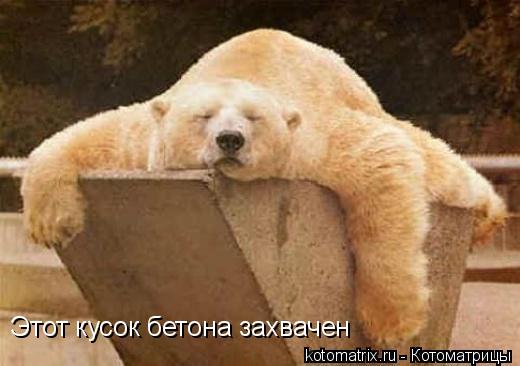 Этот кусок бетона захвачен... Котоматрица: Этот кусок бетона захвачен