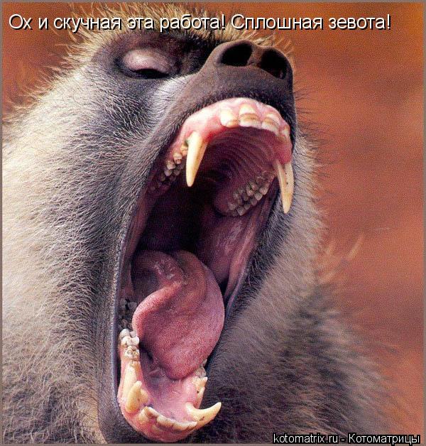 Ох и скучная эта работа! Сплошная зевота!... Котоматрица: Ох и скучная эта работа! Сплошная зевота!