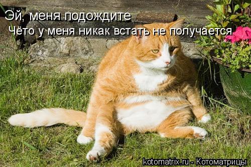 Эй, меня подождите Чёто у меня никак встать не получается... Котоматрица: Эй, меня подождите Чёто у меня никак встать не получается