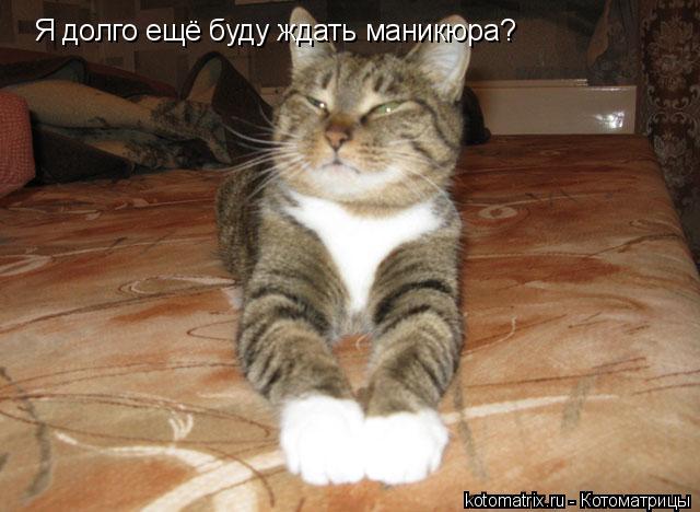 Я долго ещё буду ждать маникюра?... Котоматрица: Я долго ещё буду ждать маникюра?
