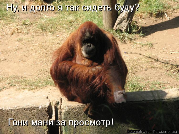 Ну, и долго я так сидеть буду? Гони мани за просмотр!... Котоматрица: Ну, и долго я так сидеть буду? Гони мани за просмотр!