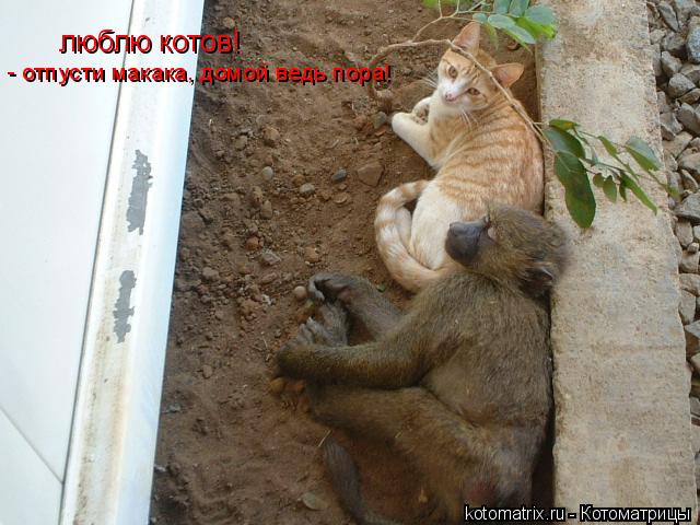 люблю котов! - отпусти макака, домой ведь пора!... Котоматрица: люблю котов! - отпусти макака, домой ведь пора!