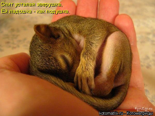 Спит усталая зверушка, Ей ладошка - как подушка.... Котоматрица: Спит усталая зверушка, Ей ладошка - как подушка.