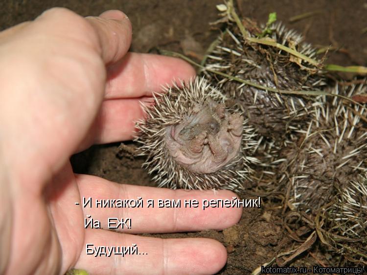 - И никакой я вам не репейник! Йа ЕЖ! Будущий...... Котоматрица: - И никакой я вам не репейник! Йа ЕЖ! Будущий...