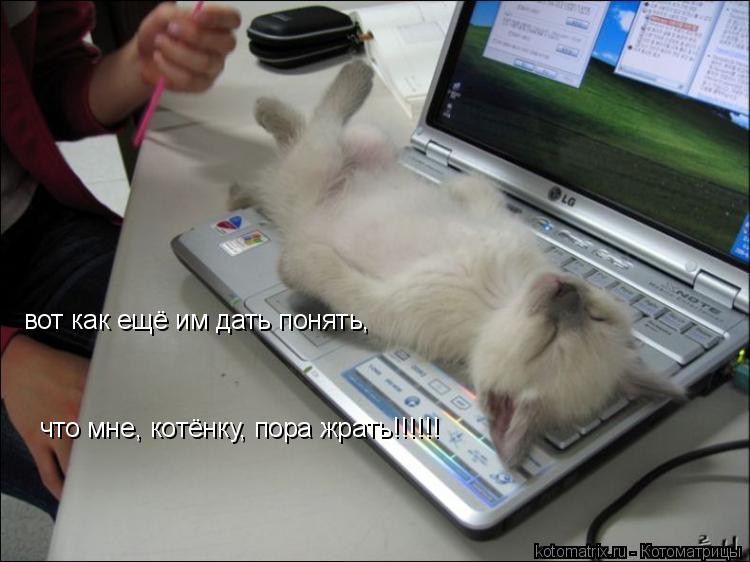 вот как ещё им дать понять, что мне, котёнку, пора жрать!!!!!!... Котоматрица: вот как ещё им дать понять, что мне, котёнку, пора жрать!!!!!!