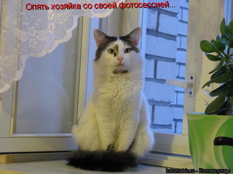 Опять хозяйка со своей фотосессией...... Котоматрица: Опять хозяйка со своей фотосессией...