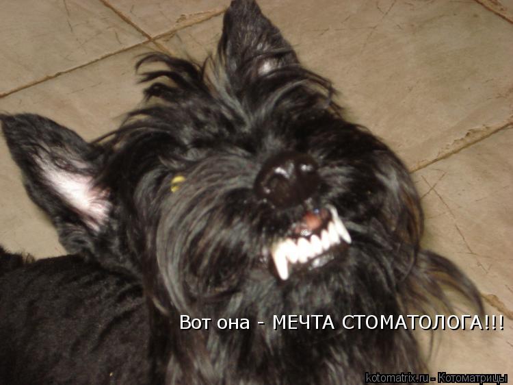 Вот она - МЕЧТА СТОМАТОЛОГА!!!... Котоматрица: Вот она - МЕЧТА СТОМАТОЛОГА!!!