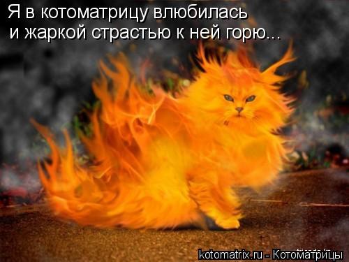 Я в котоматрицу влюбилась и жаркой страстью к ней горю...... Котоматрица: Я в котоматрицу влюбилась и жаркой страстью к ней горю...