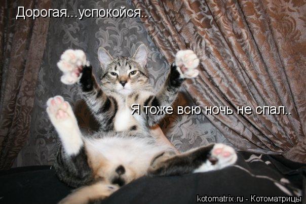 Я тоже всю ночь не спал.. Дорогая...успокойся...... Котоматрица: Я тоже всю ночь не спал.. Дорогая...успокойся...