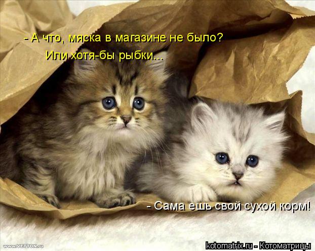 - А что, мяска в магазине не было? Или хотя-бы рыбки... - Сама ешь свой сухой корм!... Котоматрица: - А что, мяска в магазине не было? Или хотя-бы рыбки... - Сама ешь свой сухой корм!