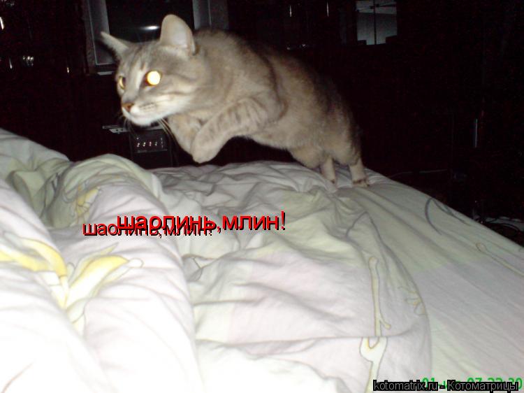 шаолинь,млин! шаолинь,млин!... Котоматрица: шаолинь,млин! шаолинь,млин!
