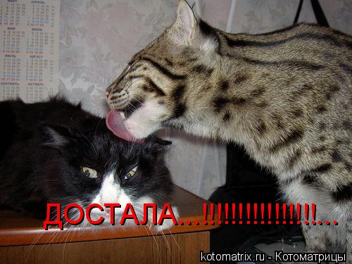 ДОСТАЛА...!!!!!!!!!!!!!!!!...... Котоматрица: ДОСТАЛА...!!!!!!!!!!!!!!!!...