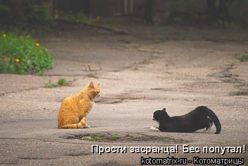Прости засранца! Бес попутал!... Котоматрица: Прости засранца! Бес попутал!