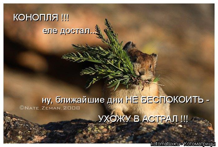 КОНОПЛЯ !!! еле достал... ну, ближайшие дни НЕ БЕСПОКОИТЬ - УХОЖУ В АСТРАЛ !!!... Котоматрица: КОНОПЛЯ !!! еле достал... ну, ближайшие дни НЕ БЕСПОКОИТЬ - УХОЖУ В АСТРАЛ !!!