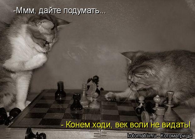 -Ммм, дайте подумать... - Конем ходи, век воли не видать!... Котоматрица: -Ммм, дайте подумать... - Конем ходи, век воли не видать!