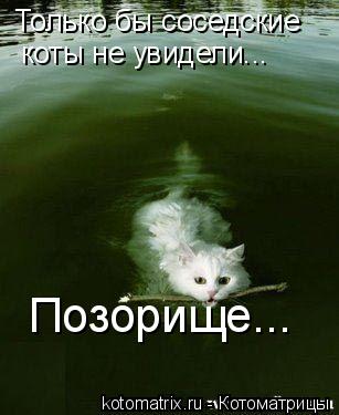 Только бы соседские коты не увидели... Позорище...... Котоматрица: Только бы соседские коты не увидели... Позорище...