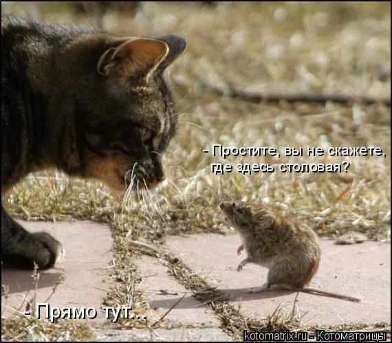 - Простите, вы не скажете, где здесь столовая? - Прямо тут...... Котоматрица: - Простите, вы не скажете, где здесь столовая? - Прямо тут...