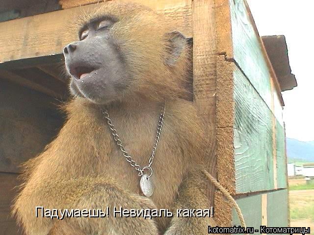 Падумаешь! Невидаль какая!... Котоматрица: Падумаешь! Невидаль какая!