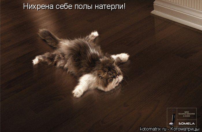 Нихрена себе полы натерли!... Котоматрица: Нихрена себе полы натерли!