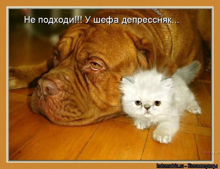 Не подходи!!! У шефа депрессняк...... Котоматрица: Не подходи!!! У шефа депрессняк...