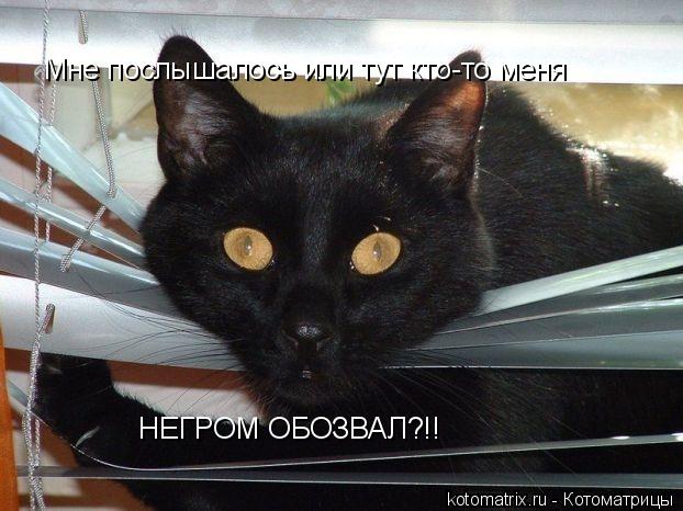 Мне послышалось или тут кто-то меня НЕГРОМ ОБОЗВАЛ?!!... Котоматрица: Мне послышалось или тут кто-то меня НЕГРОМ ОБОЗВАЛ?!!