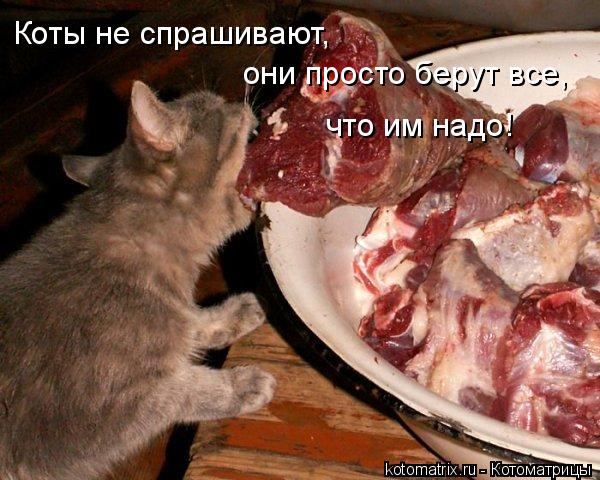 Коты не спрашивают, они просто берут все, что им надо!... Котоматрица: Коты не спрашивают, они просто берут все, что им надо!