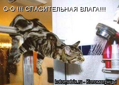 О-О !!! СПАСИТЕЛЬНАЯ ВЛАГА!!!... Котоматрица: О-О !!! СПАСИТЕЛЬНАЯ ВЛАГА!!!