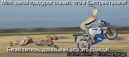 Мля, какой придурок сказал, что я быстрее газели! Бегай теперь, доказывай, что это правда!... Котоматрица: Мля, какой придурок сказал, что я быстрее газели! Бегай теперь, доказывай, что это правда!