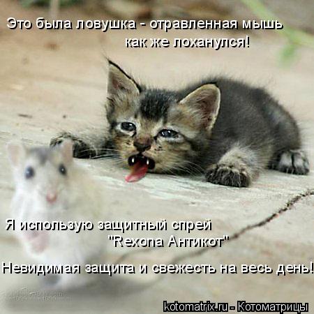 Это была ловушка - отравленная мышь как же лоханулся! Я использую защитный спрей "Rexona Антикот" Не... Котоматрица: Это была ловушка - отравленная мышь как же лоханулся! Я использую защитный спрей "Rexona Антикот" Невидимая защита и свежесть на весь день!