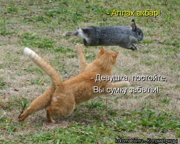 - Девушка, постойте, Вы сумку забыли! - Аллах акбар!... Котоматрица: - Девушка, постойте, Вы сумку забыли! - Аллах акбар!