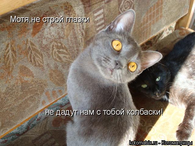 Мотя,не строй глазки не дадут нам с тобой колбаски!... Котоматрица: Мотя,не строй глазки не дадут нам с тобой колбаски!