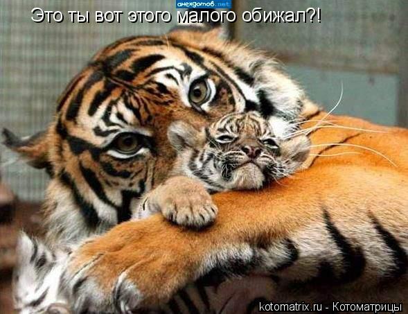 Это ты вот этого малого обижал?!... Котоматрица: Это ты вот этого малого обижал?!