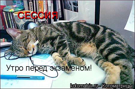 СЕССИЯ Утро перед экзаменом!... Котоматрица: СЕССИЯ Утро перед экзаменом!