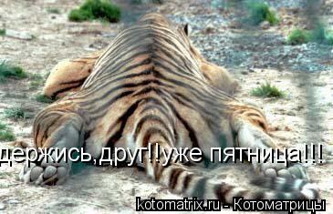 держись,друг!!уже пятница!!!... Котоматрица: держись,друг!!уже пятница!!!