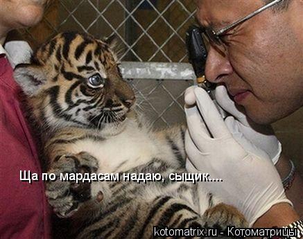 Ща по мардасам надаю, сыщик....... Котоматрица: Ща по мардасам надаю, сыщик....