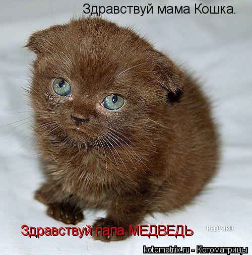 Здравствуй мама Кошка. Здравствуй папа МЕДВЕДЬ... Котоматрица: Здравствуй мама Кошка. Здравствуй папа МЕДВЕДЬ
