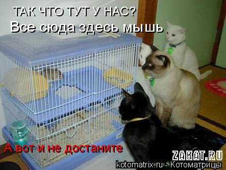 ТАК ЧТО ТУТ У НАС? А вот и не достаните Все сюда здесь мышь... Котоматрица: ТАК ЧТО ТУТ У НАС? А вот и не достаните Все сюда здесь мышь