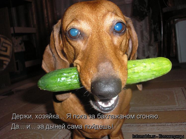 Держи, хозяйка... Я пока за баклажаном сгоняю. Да... и... за дыней сама пойдешь!... Котоматрица: Держи, хозяйка... Я пока за баклажаном сгоняю. Да... и... за дыней сама пойдешь!