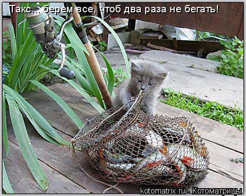 Такс... берем все, чтоб два раза не бегать!... Котоматрица: Такс... берем все, чтоб два раза не бегать!