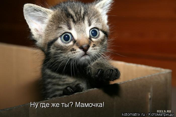 Ну где же ты? Мамочка!... Котоматрица: Ну где же ты? Мамочка!