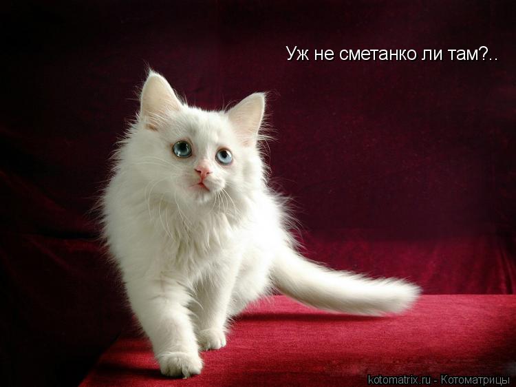 Уж не сметанко ли там?..... Котоматрица: Уж не сметанко ли там?..