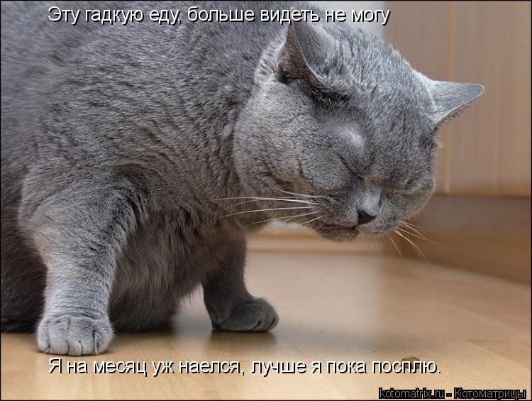 Эту гадкую еду, больше видеть не могу Я на месяц уж наелся, лучше я пока посплю.... Котоматрица: Эту гадкую еду, больше видеть не могу Я на месяц уж наелся, лучше я пока посплю.