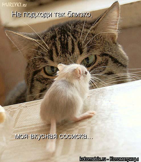 Не подходи так близко, моя вкусная сосиска...... Котоматрица: Не подходи так близко, моя вкусная сосиска...