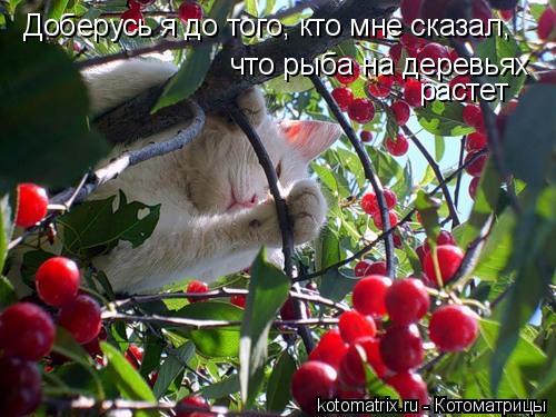 Доберусь я до того, кто мне сказал, что рыба на деревьях растет... Котоматрица: Доберусь я до того, кто мне сказал, что рыба на деревьях растет